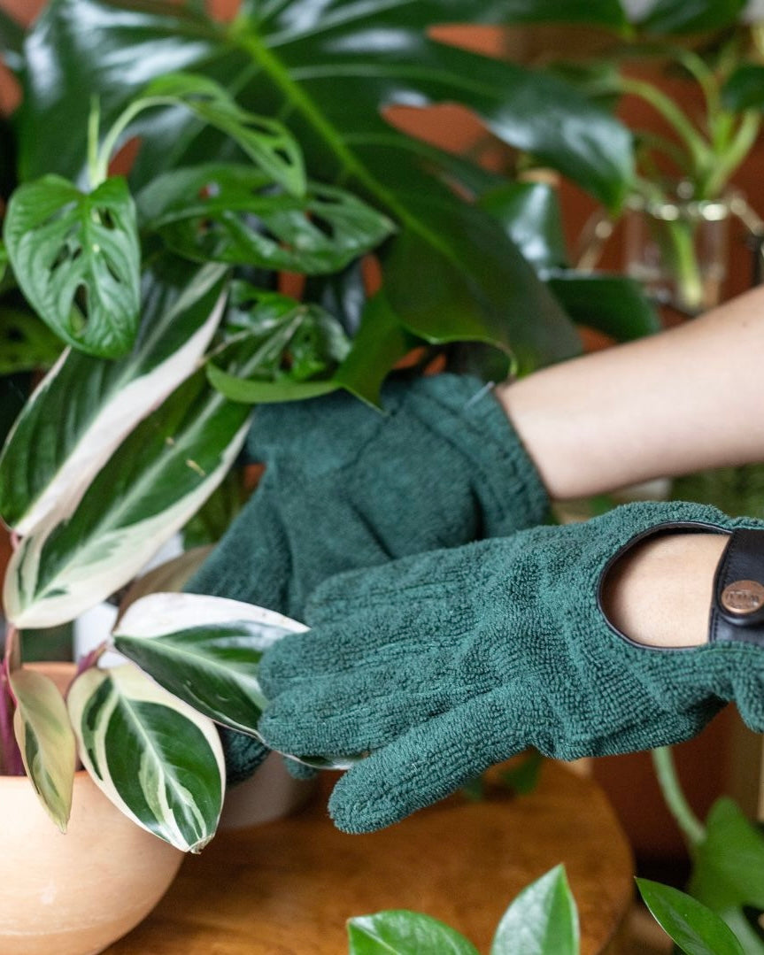 we the wild plant care, leaf health duo , mother's day gift, planter lover, neem oil