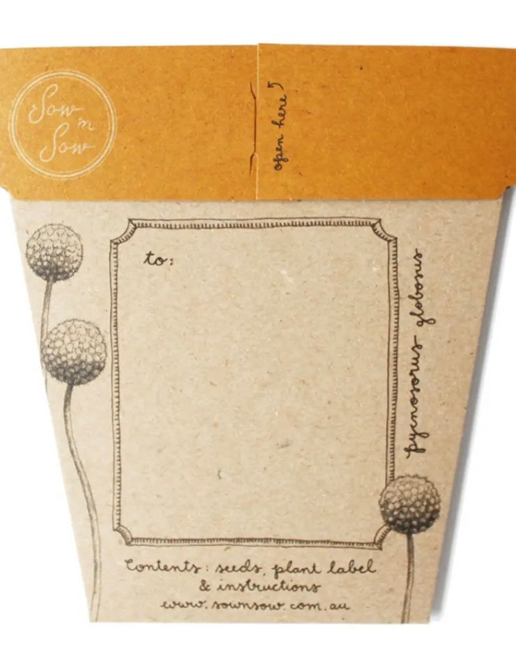 Gift of Seeds (Billy Buttons)