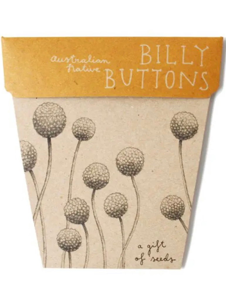 Gift of Seeds (Billy Buttons)