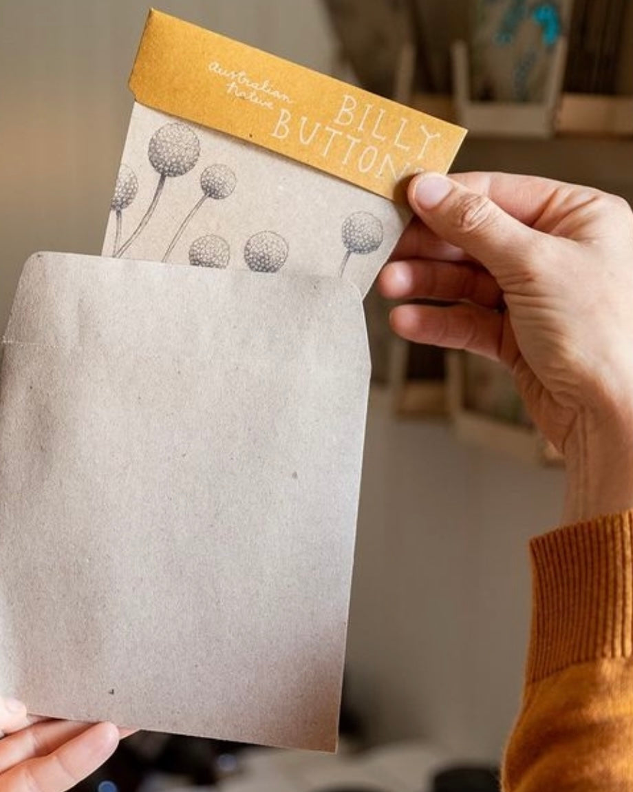 Gift of Seeds (Billy Buttons)