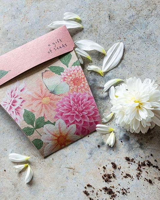 Gift of Seeds (Dahlia)