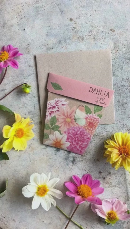 Gift of Seeds (Dahlia)