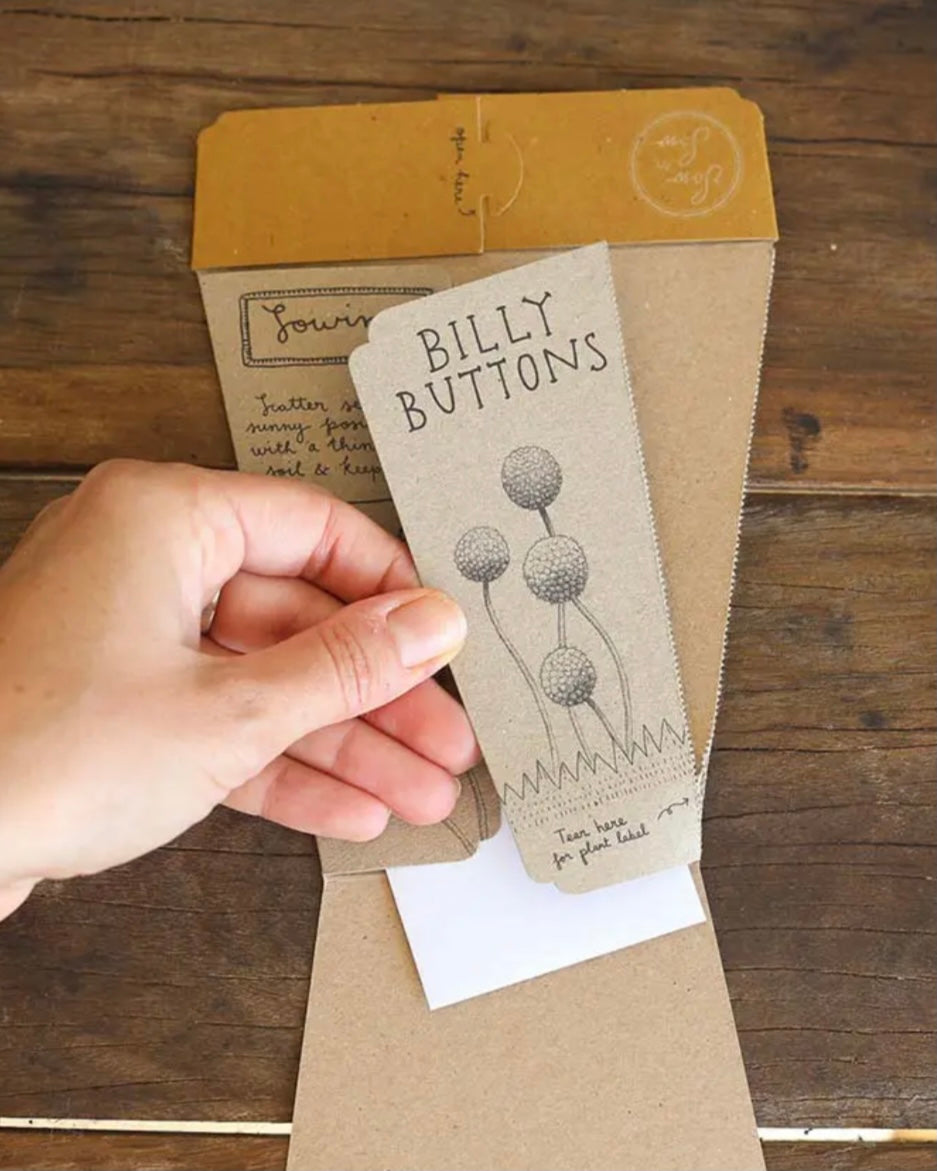 Gift of Seeds (Billy Buttons)