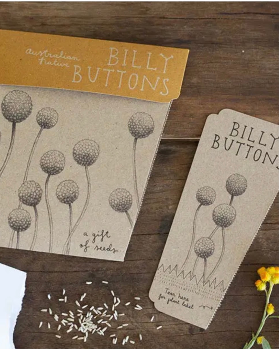 Gift of Seeds (Billy Buttons)