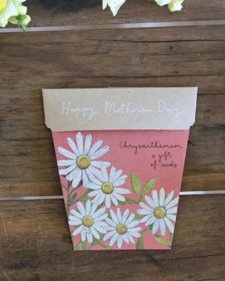 Mother's Day Gift of Seeds (Chrysanthemums)